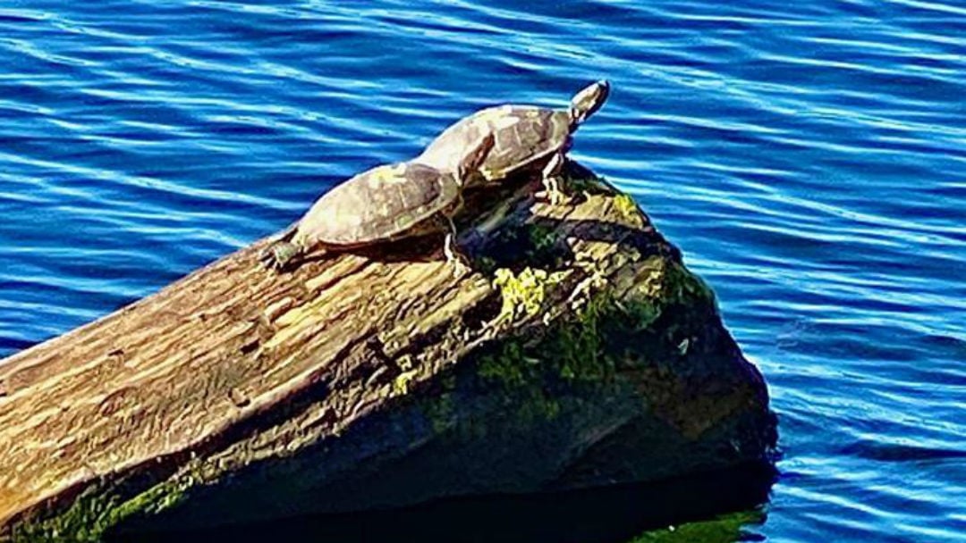 Nazi turtles
